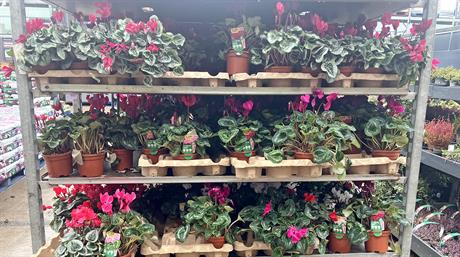Top 50 garden centre plants: EPOS data October 2025